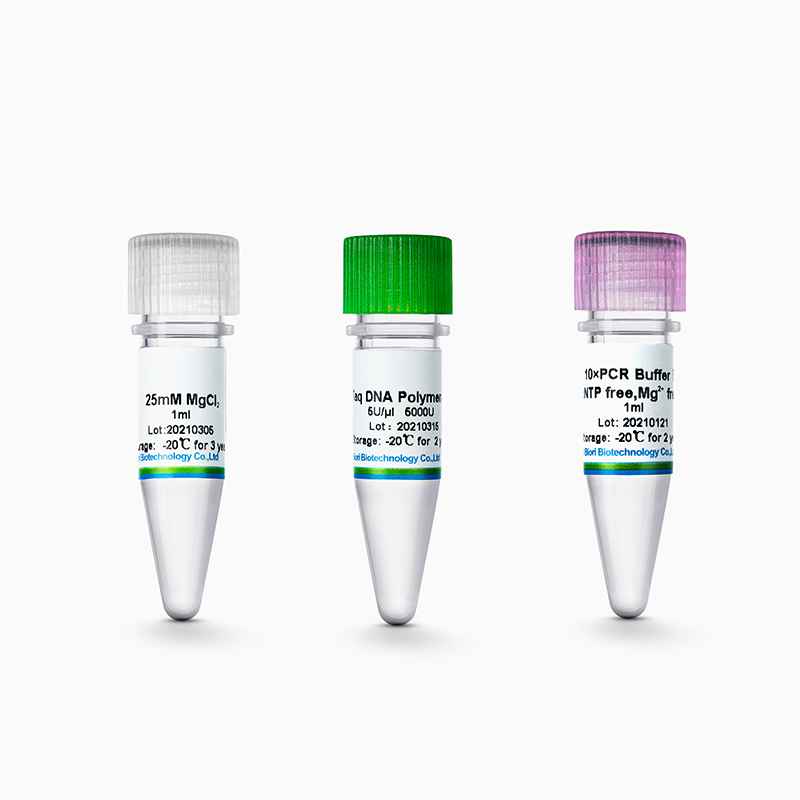 Taq DNA Polymerase