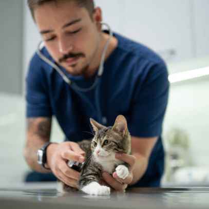 Companion animals