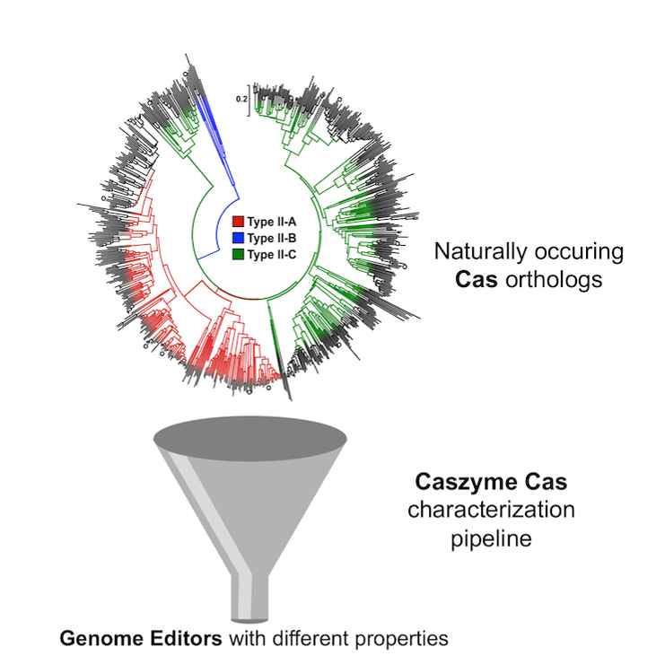 Cas proteins characterization pipeline