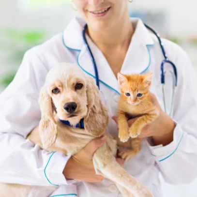 Animal Care and Use