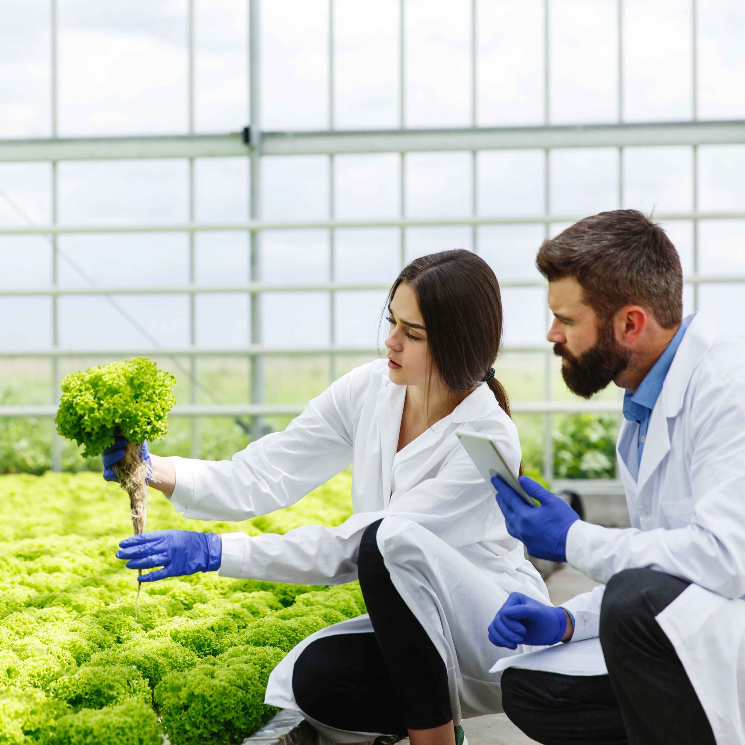 Advancing Innovation In Agriculture and Food