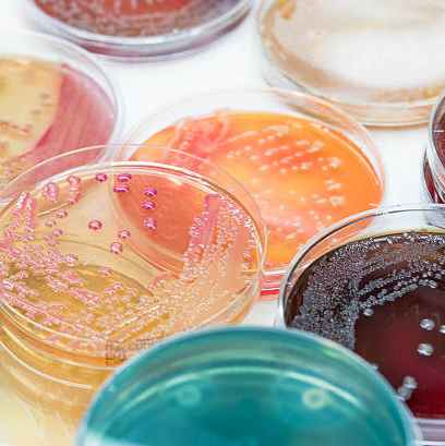 Microbiology and Chemical Signals