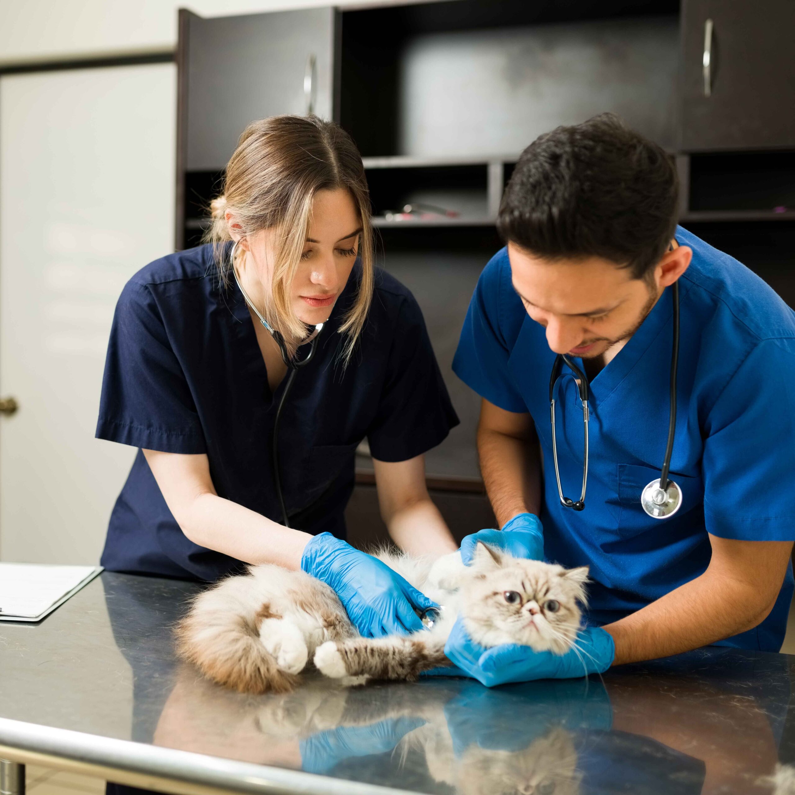 Veterinary Healthcare Business