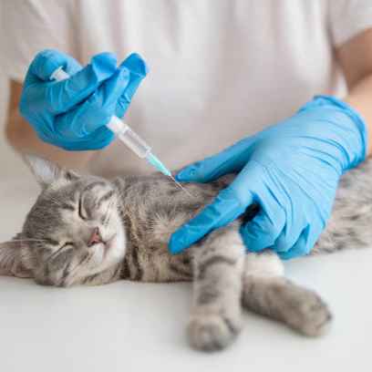 Cell Therapy Treatment